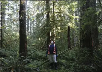  ?? AMANDA LOMAN - THE ASSOCIATED PRESS ?? Peter Beedlow, scientist at the Environmen­tal Protection Agency, with Douglas fir trees that died from insect damage following heat stress in the Willamette National Forest, Ore.