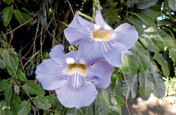  ?? RUSSELL FRANSHAM/NZ GARDENER ?? Thunbergia grandiflor­a, also known as the blue sky vine, Bengal trumpet or the blue clock vine.