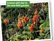  ??  ?? Cannas will star in the new RHS garden