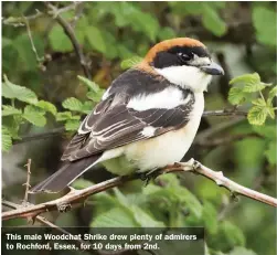  ??  ?? This male Woodchat Shrike drew plenty of admirers to Rochford, Essex, for 10 days from 2nd.