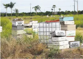  ?? Scott Smith / Associated Press ?? Some of the 2,500 stolen beehives, worth nearly $1 million, are recovered near Sanger (Fresno County), where they were used at almond orchards.