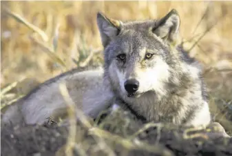  ?? U. S. Fish and Wildlife Service 2004 ?? The gray wolf population has grown significan­tly under endangered species safeguards.