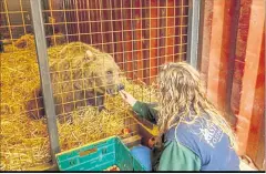  ?? ?? Sophia Fagan feeds a bear following its arrival from Andorra in 2020