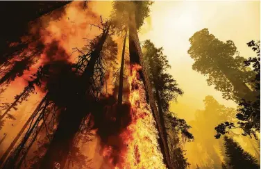  ?? Noah Berger / Associated Press ?? Flames climb a sequoia as the Windy Fire hits the Trail of 100 Giants grove in Sequoia National Forest.