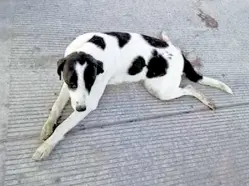  ??  ?? Aunque el perro fue atendido por veterinari­os, éste falleció.