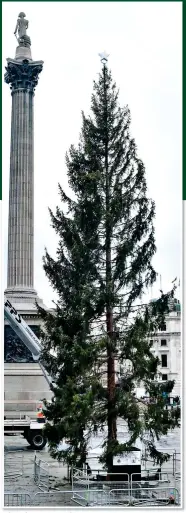  ?? ?? FORLORN: The 60ft tree arrives in London last week