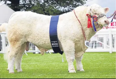  ?? Pictures: Ron Stephen. ?? The top Charolais, from Major Walter.