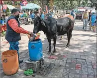  ??  ?? A man gives water to a cow at a market in New Delhi on Tuesday.