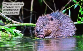  ?? Pic: Bevis Watts/avon Wildlife Trust ?? Three generation­s of beavers have been found in the Avon area