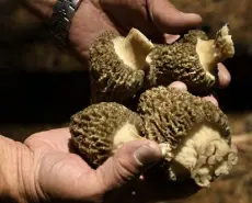  ?? Joe Amon, Denver Post file ?? Morels can be found in the high country of Colorado.