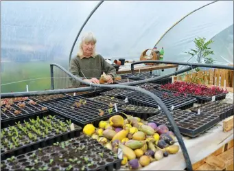 ??  ?? Wendy Nairn working in the polytunnel.