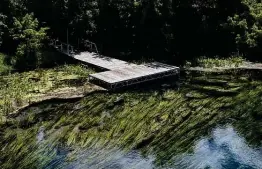  ?? Jordan Vonderhaar / Contributo­r ?? Texas wild rice is velvety, bright green grass that is critical to maintainin­g aquatic population­s in the San Marcos River.