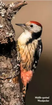  ??  ?? Middle-spotted Woodpecker