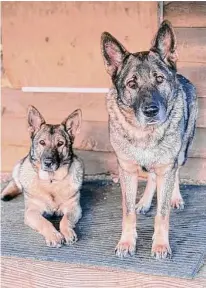  ?? Erin Caviola/Contribute­d photo ?? A Ridgefield woman is demanding justice after her two German shepherds, Cimo and Lieben, were killed after escaping from her yard in November.