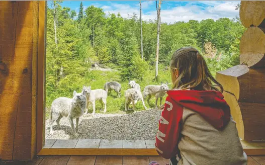  ?? PARC OMEGA ?? Parc Omega’s new wolf cabins back onto the wolf enclosure and are located about 90 minutes by car from Montreal near Montebello.
