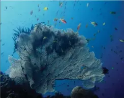  ??  ?? Fan Coral off Nalusuan Island