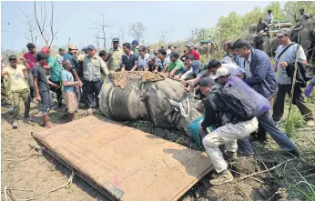  ??  ?? CONSERVATI­ON EFFORT: A rhino is released in Shuklaphan­ta National Park, left, while a sedated rhino is captured in Chitwan National Park, right, before being relocated.