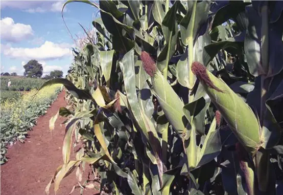  ??  ?? ere has been increased maize production in several southern and east African countries.
