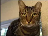  ?? PHOTO COURTESY OF SPCALA ?? Pretzel, a 3-year-old domestic shorthair cat.