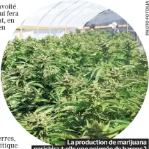  ??  ?? La production de marijuana enrichira-t-elle une poignée de barons ?