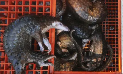  ?? Photograph: Gatha Ginting/AFP via GettyImage­s ?? Pangolins seized by authoritie­s in Belawan, Indonesia.