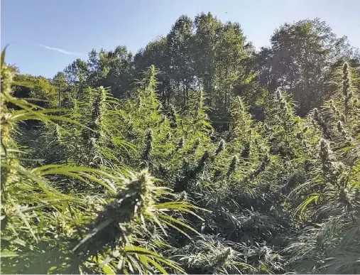  ?? BY ELIZABETH MELSON ?? Hemp plants grow tall in the Rappahanno­ck County sunlight.