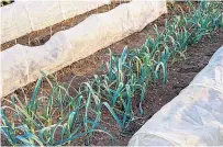  ??  ?? TOP CROP Start leeks in trays inside before planting out