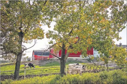  ?? CP PHOTO ?? Holstein cows in a pasture at a dairy farm near Calgary, Alta., on Wednesday.