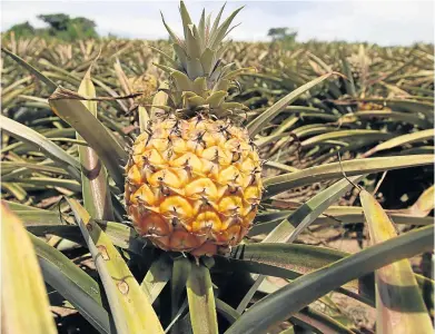  ?? Picture: FILE ?? SWEET QUEEN: Anthony Albers, CEO of East London-based pineapple processing plant Summerprid­e, says the plant’s waste products will rescue the pineapple industry and give it a ‘golden future’.