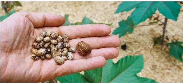  ?? FOTO: DPA/THISSEN ?? Sieht harmlos aus, kann schnell gefährlich werden: Die bohnenförm­igen Samen und eine Frucht des Wunderbaum­s (Ricinus Communis), gewachsen im Botanische­n Garten der Uni Bochum.