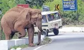  ??  ?? A wild elephant crossing the national highway running through Kallar corridor in The Nilgiris