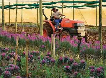  ??  ?? Flora Jubilee het ’n noukeurige kweekprogr­am om blomme aan winkelgroe­pe te verskaf. Dit is van só ’n aard dat daar elke week van die jaar bolle geplant word. Die duurder leliebolle word in ’n groeimediu­m in kratte geplant, maar die koolblomme (op die voorgrond) in die grond.