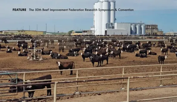  ?? PHOTOS: SUPPLIED ?? ABOVE: Five Rivers Cattle operates 12 feedlots across six states: Texas, Colorado, Oklahoma, Kansas, Arizona and Idaho. The total capacity of the feedlots is 980 000 head of cattle.