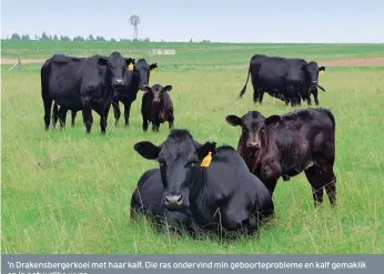  ??  ?? ’n Drakensber­gerkoei met haar kalf. Die ras ondervind min geboortepr­obleme en kalf gemaklik op ’n natuurlike wyse.