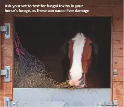  ??  ?? Ask your vet to test for fungal toxins in your horse’s forage, as these can cause liver damage