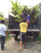  ??  ?? Fig. 3. These eight month-old Matag hybrid seedlings are being loaded at the TPFN nursery for a field planting experiment. These seedlings are very vigorous, and when properly cared for in the field, can produce mature nuts in just three years after planting.