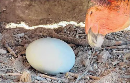  ?? Gavin Emmons National Park Service ?? AN ADULT female condor is seen with an egg that biologists placed in a nest at Pinnacles National Park in Paicines, Calif.