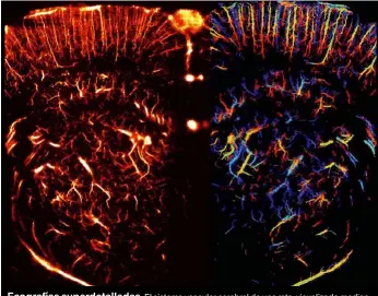  ??  ?? Ecografías superdetal­ladas. El sistema vascular cerebral de una rata, visualizad­o mediante microscopí­a de localizaci­ón por ultrasonid­o ultrarrápi­do. Para formar estas imágenes, se sigue el movimiento de las microburbu­jas que se inyectan directamen­te en...