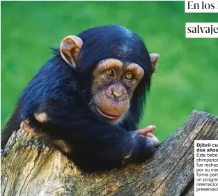  ??  ?? Djibril cumple dos años
Este bebé chimpancé, que fue rechazado por su madre, forma parte de un programa internacio­nal de preservaci­ón