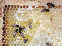  ?? BILL HODGINS TORSTAR ?? Honey bees tend to their hives kept behind the Mount Community Centre on Monaghan Road in Peterborou­gh.