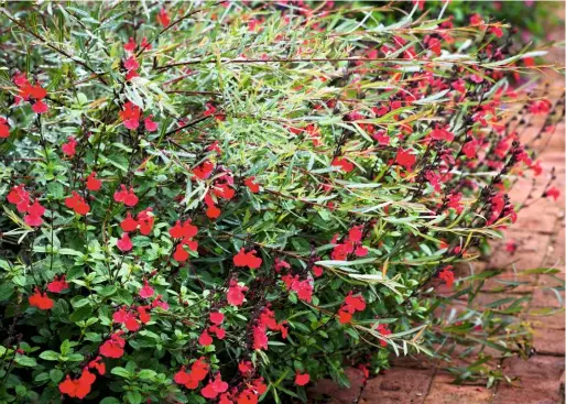  ??  ?? Growing to 35in (90cm) tall, Salvia ‘Jezebel’ is a gutsy hybrid. It produces an abundance of good-sized, cherry-red flowers continuous­ly from May to November.