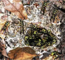  ?? Shannon Tompkins / Houston Chronicle ?? Disturbing an undergroun­d colony of yellow jackets, which can hold thousands of the aggressive, short-tempered, stinger-equipped insects, can be a painful and even life-threatenin­g experience for those working outdoors.