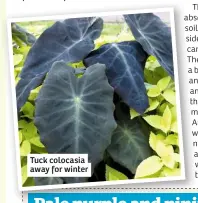  ??  ?? Tuck colocasia away for winter