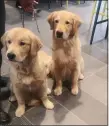  ?? GARY PULEO - MEDIANEWS GROUP ?? Dog Show hopefuls Topaz and Sage warmed to the crowd during a preview at the Tru Hilton Hotel in Lower Providence in 2019.