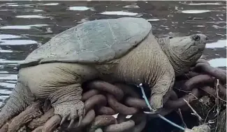  ?? ?? This plump snapping turtle was spotted relaxing along a Chicago waterway.