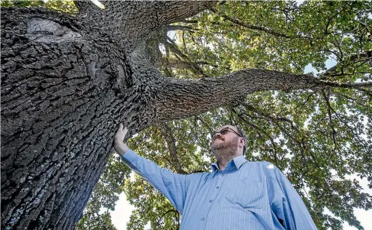  ?? PHOTO: DOUG FIELD/STUFF ?? Curater and archivist at Timaru Boys’ High School Memorial Library Jeff Elston, with the Jack Lovelock oak tree on the grounds of the school.