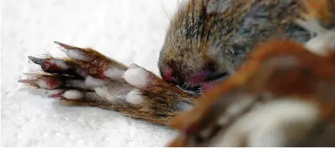  ?? Foto: Gudrun Wibbelt, Leibniz IZW, dpa ?? Erschöpft und mit schmerzend­en Pfötchen wurde dieses Eichhörnch­en in Berlin aufgelesen. Nur mit Mühe können die Tiere gesund gepflegt werden. Für Menschen und Haus tiere gilt das neu entdeckte Virus bisher nicht als gefährlich.