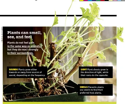 Plants can smell, see, and feel - PressReader