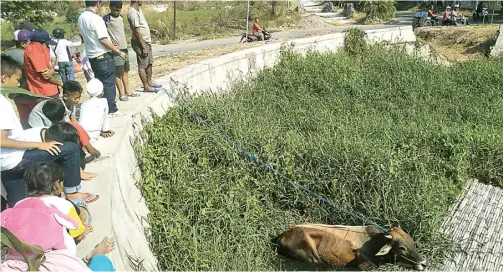  ?? CHUSNUL CAHYADI/JAWA POS ?? TIDAK TERKENDALI: Sapi yang masuk parit di bundaran Kompleks Perumahan Alam Bukit Raya (ABR) Kebomas menjadi tontonan warga kemarin.