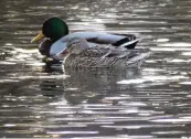  ??  ?? Die Sonnenstra­hlen tun den Enten gut: Das Wasser wird wär mer. Dieses Entenpaar in Sankt Ottilien (Kreis Landsberg) freut’s. Fotografie­rt hat es Wunibald Wörle.